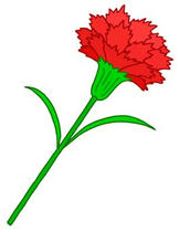 Mother's Day, Carnation, Red carnation, Present on Mother's Day, Mother's Day gift, Thanks to mother